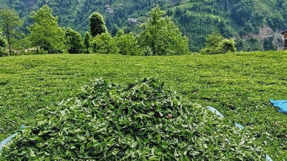 عرضه مستقیم چای شمال با کیفیت ممتاز صادراتی عرضه مستقیم چای شمال با کیفیت ممتاز صادراتی