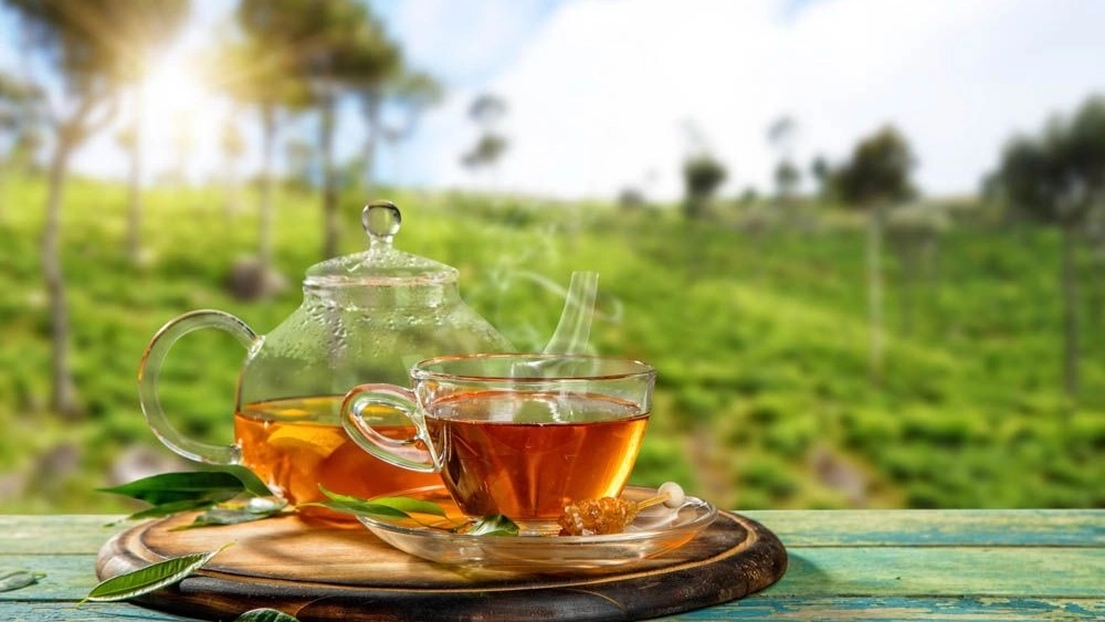 خرید و فروش چای عمده و جزئی چای ارگانیک شمال با بهترین قیمت بازار خرید و فروش چای عمده و جزئی چای ارگانیک شمال با بهترین قیمت بازار