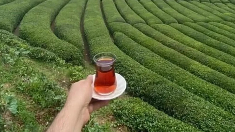 قیمت عمده چای ارگانیک شمال بدون مواد افزودنی برای پخش کنندگان قیمت عمده چای ارگانیک شمال بدون مواد افزودنی برای پخش کنندگان